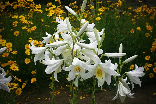 Witte Lelie Bloemen Tuin Regen — Stockfoto