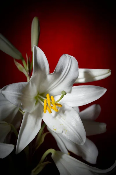 Flor Lírio Branco Fundo Vermelho — Fotografia de Stock
