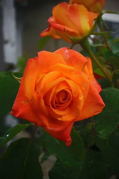 Orange Rose Einem Sommergarten Großaufnahme — Stockfoto