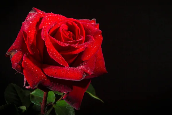 Scharlachrote Rose Mit Tautropfen Auf Schwarzem Hintergrund — Stockfoto