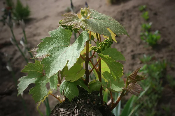 葡萄园作物上的葡萄嫩枝 — 图库照片