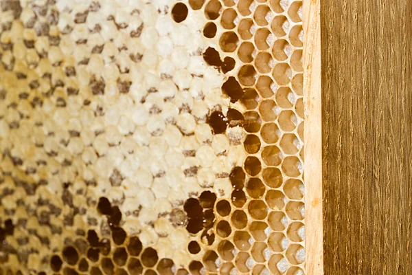 Wooden Frame Honeycomb Full Honey — Stock Photo, Image