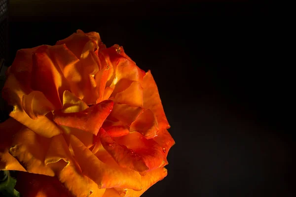 黑色背景下一朵绽放的粉红玫瑰的特写 — 图库照片