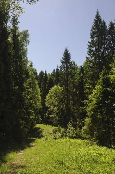 森林景観歩道 日当たりの良い夏の日に — ストック写真