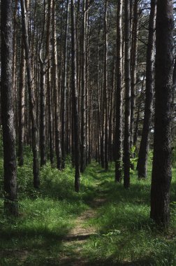İğne yapraklı orman yatay, patika, güneşli bir gün