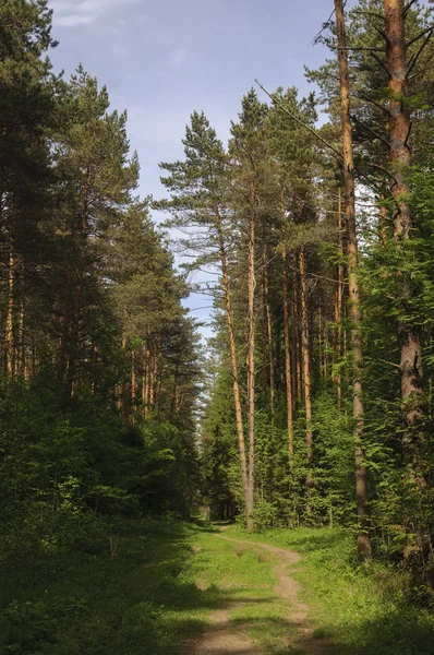 Landschaft Nadelwald Mit Fußweg Sonniger Sommertag — Stockfoto