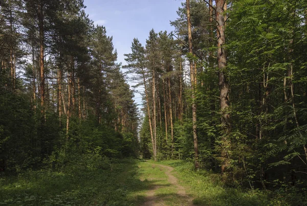 Land Landskap Tallskog Med Vandringsled Solig Sommardag — Stockfoto