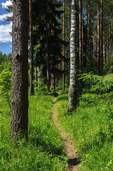 Sommer Waldlandschaft Mit Fußweg Sonniger Tag — Stockfoto