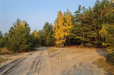 Sonbahar günü yol ormana güneşli kum