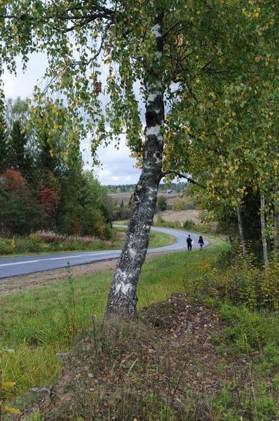 Árbol Abedul Lado Carretera Asfalto Paisaje Campestre Después Lluvia Tiempo —  Fotos de Stock