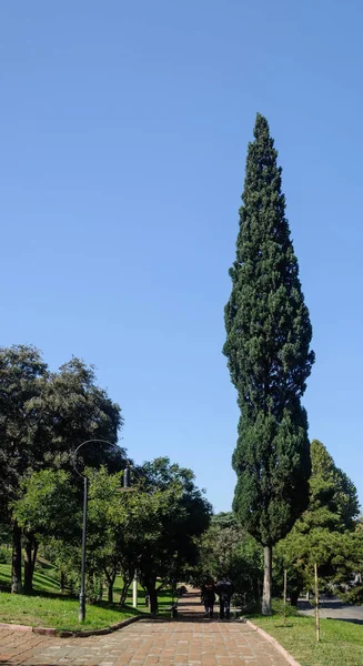 トビリシ グルジアの公園で舗装 背の高い杉脇 — ストック写真