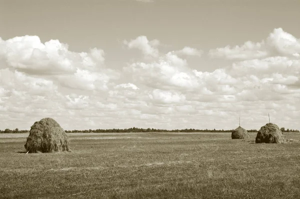 Trois Meules Foin Dans Prairie Nord Russie Style Monochrome — Photo