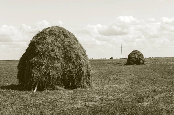 Two Haystacks Meadow Sunny Summer Day Russia Arkhangelsk Region Monochrome — Stock Photo, Image