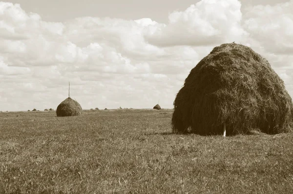 Haystacks Kuzey Rus Köy Çevre Kargopol Arkhangelsk Bölgesi Çayır Üzerinde — Stok fotoğraf