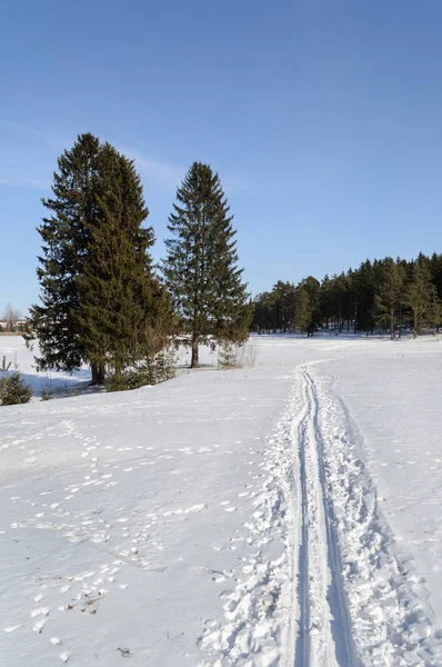 Paisaje Invernal Pista Esquí Largo Del Borde Del Bosque Coníferas —  Fotos de Stock