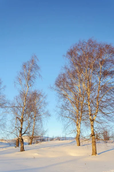 Ország Téli Táj Csupasz Birches Dombon Napnyugtakor — Stock Fotó