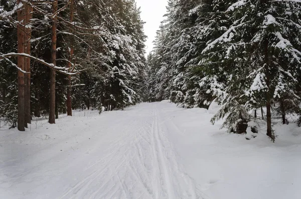 Ülke kış manzarası. Aracılığıyla kesilmiş Kayak parça iğne yapraklı orman yoluyla ile. Vladimir Bölgesi, Rusya Federasyonu.
