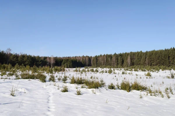 Paesaggio Invernale Grande Radura Coperta Neve Nella Foresta Conifere Giornata — Foto Stock