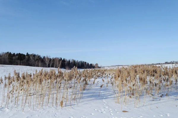 Paisaje Invernal Cañas Secas Orilla Congelada Del Río Bosque Distancia —  Fotos de Stock