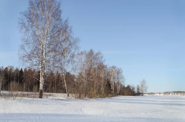 国の冬の風景 林縁に沿って裸樺の木 — ストック写真