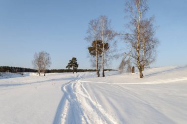 Ülke kış manzarası. Gün batımında tepede çıplak huş ağacı ve çam ağaçları.