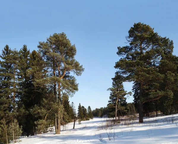 Paesaggio Invernale Paese Pista Sciistica Tra Pini Nella Foresta Invernale — Foto Stock