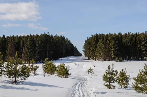 乡村冬季景观 针叶林中的大林间空地 俄罗斯弗拉基米尔地区 — 图库照片