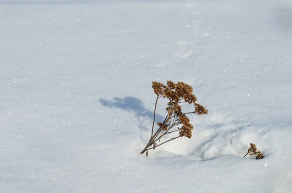 在雪域 阳光明媚的冬日 — 图库照片