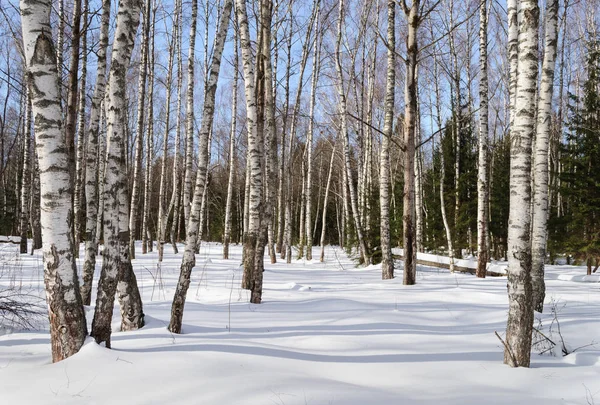 国の冬の風景 冬の森の白樺を裸晴れた日 — ストック写真