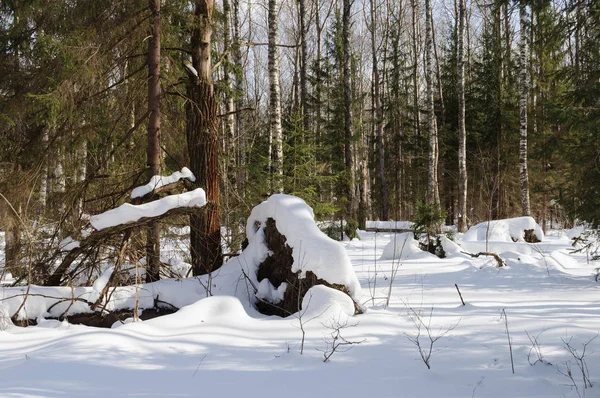 Δάσος Τοπίο Πεσμένο Δέντρο Χειμώνα Έλατα Και Σημύδες Γυμνά Ηλιόλουστη — Φωτογραφία Αρχείου