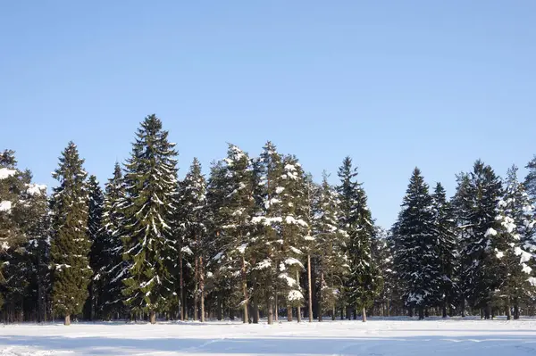 Pejzaż Zimowy Kraju Ośnieżone Jodły Las Iglasty Vladimir Region Federacja — Zdjęcie stockowe