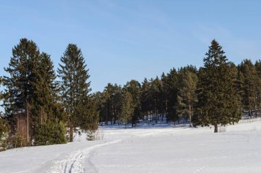 Kış manzarası. İğne yapraklı orman içinde kayak parça.