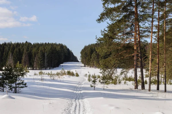 Paisagem Inverno Grande Clareira Floresta Coníferas Vladimir Região Rússia — Fotografia de Stock