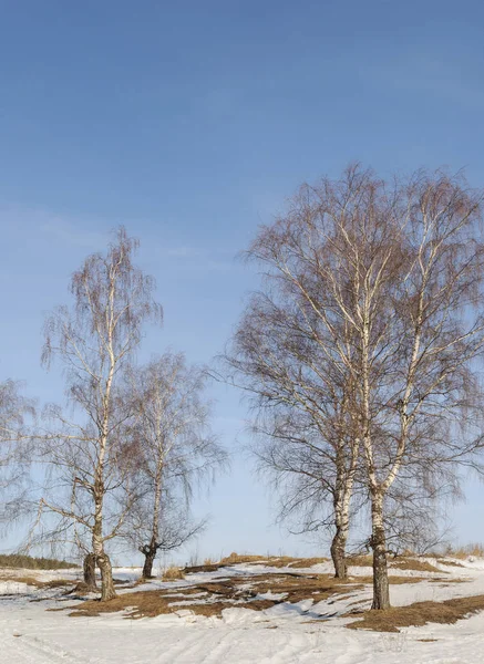 Fyra Nakna Björkar Kullen Solig Vinterdag — Stockfoto
