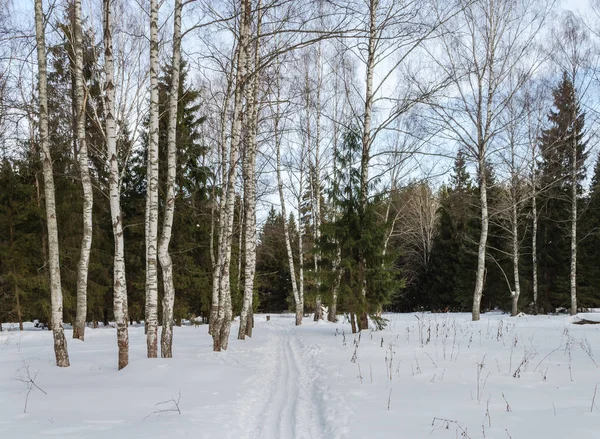 Зимний Пейзаж Лыжня Между Голыми Березами Зимнем Лесу — стоковое фото