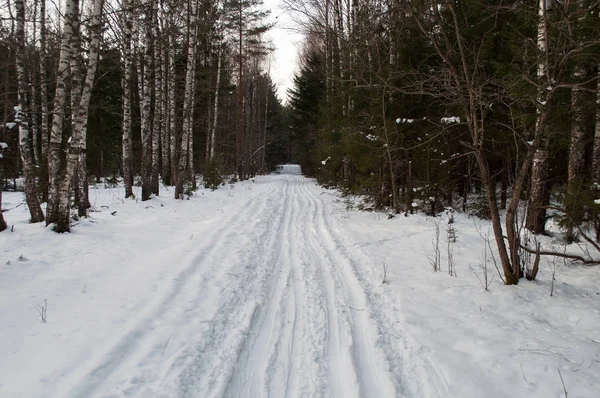 Paisaje Forestal Invernal Huellas Esquí Través Del Bosque Vladimir Rusia —  Fotos de Stock