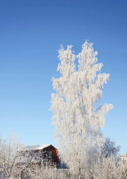 Paisaje Invernal Árbol Abedul Nevado Una Pequeña Casa Madera Pueblo —  Fotos de Stock