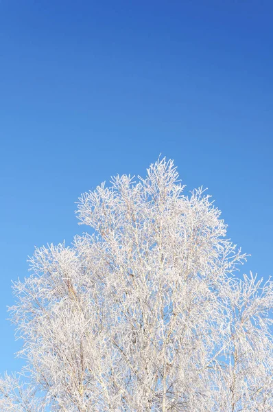在蓝天背景上覆盖着白霜的桦树的皇冠 — 图库照片