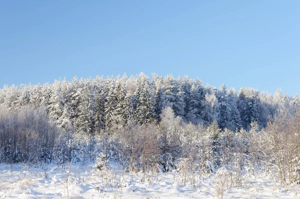 Paisaje Invernal Bosque Coníferas Cubierto Nieve Escarcha Sobre Fondo Azul —  Fotos de Stock