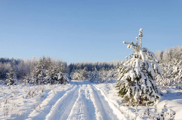 Besneeuwde Winterlandschap Bos Landweg Sneeuw Bomen Bedekt Met Hoar Frost — Stockfoto