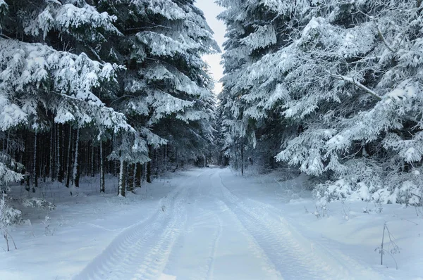 Paisaje Forestal Invernal Pistas Neumáticos Nieve Grandes Abetos Cubiertos Escarcha —  Fotos de Stock