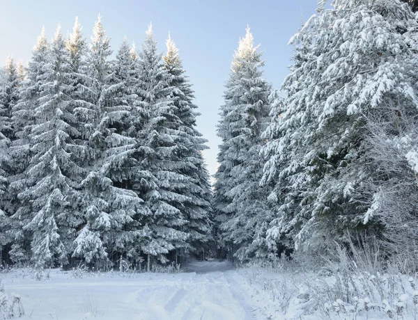 冬の森の風景 大きなモミの木は 晴れた冬の日で覆われています 雪の中でタイヤの跡 — ストック写真