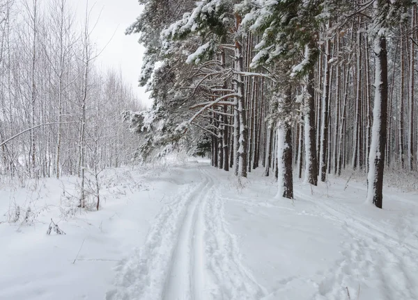 Ülke Kış Manzara Kar Yağışı Orman Kenarı Boyunca Kayak Parça — Stok fotoğraf