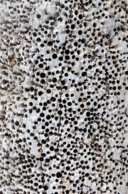 Eski çürümüş günlük birçok solucan delikleri ile yakın çekim