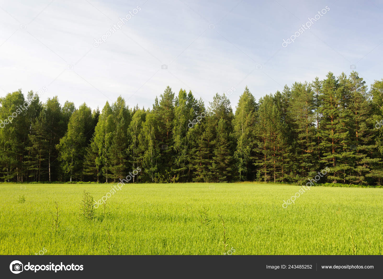 Field and forest deals