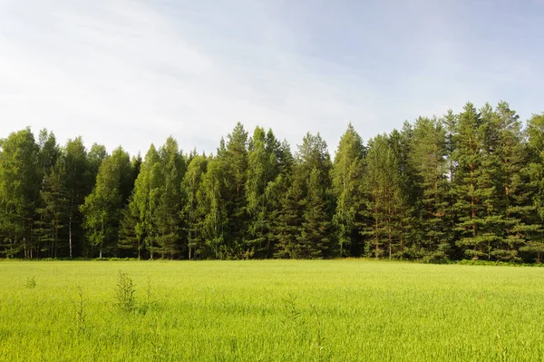 Groene Boerderij Veld Bos Achtergrond Zonnige Zomeravond — Stockfoto