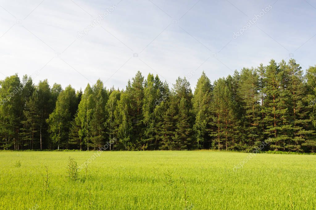 Green farm field on forest background, sunny summer evening
