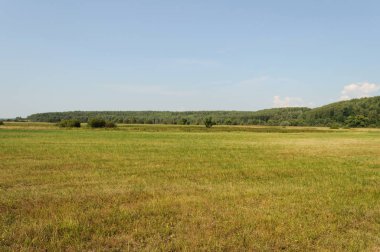 Büyük yeşil çayır orman arka planda, güneşli yaz gün