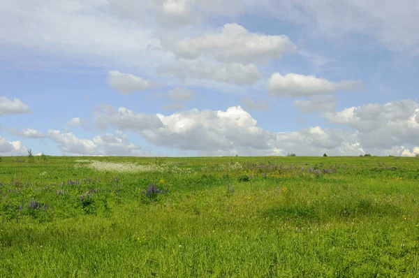 Blommande Gröna Ängen Blå Himmel Bakgrund Solig Sommardag — Stockfoto