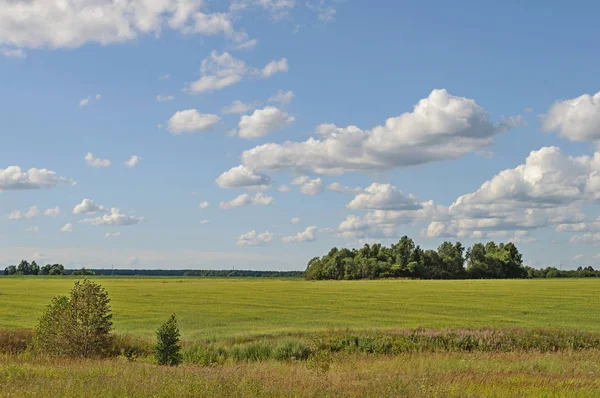 Land Landschap Groene Weide Bos Achtergrond Zonnige Zomerdag — Stockfoto